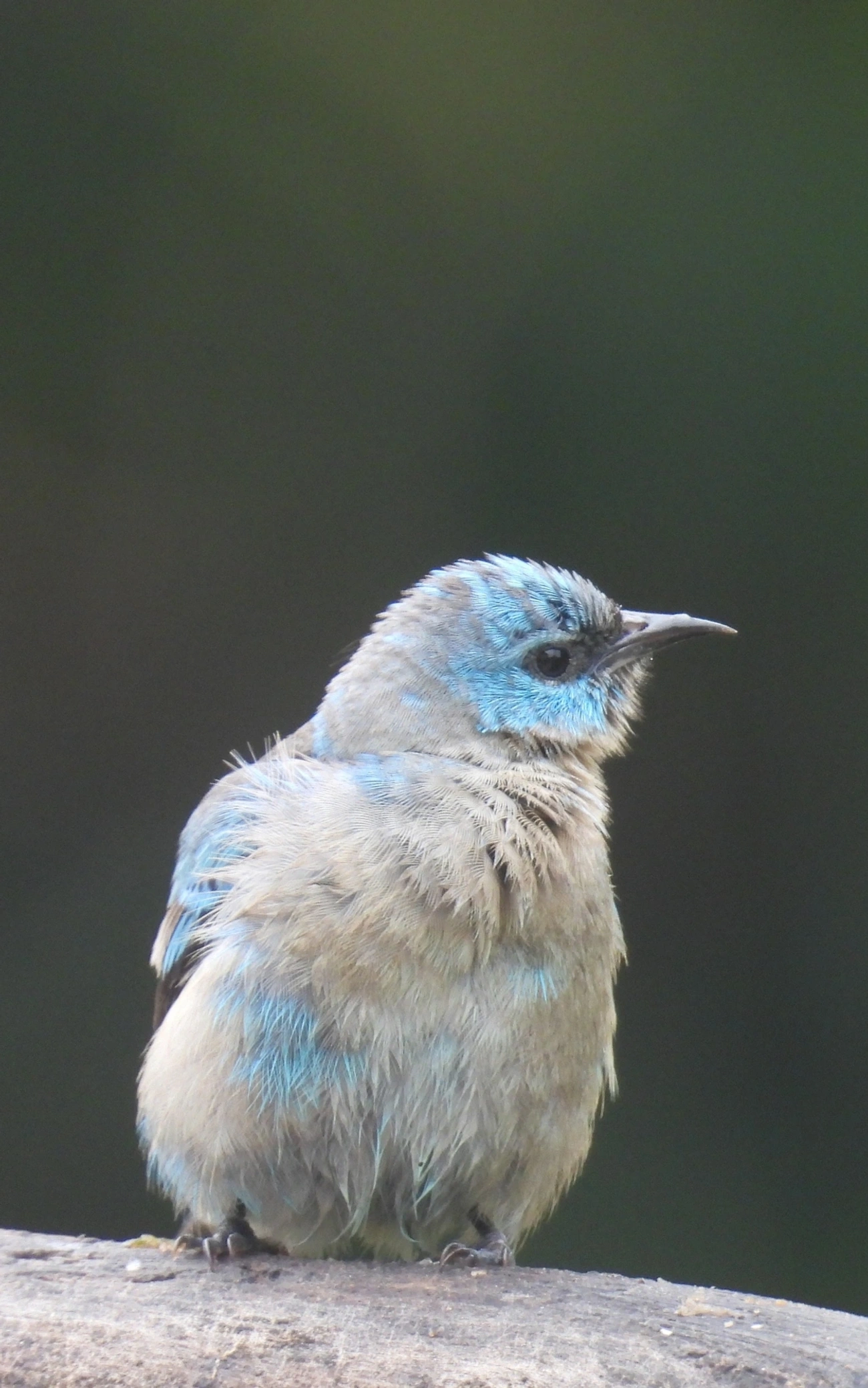 Saí-de-pernas-pretas (Dacnis nigripes), aves, fotografado em São Sebastião