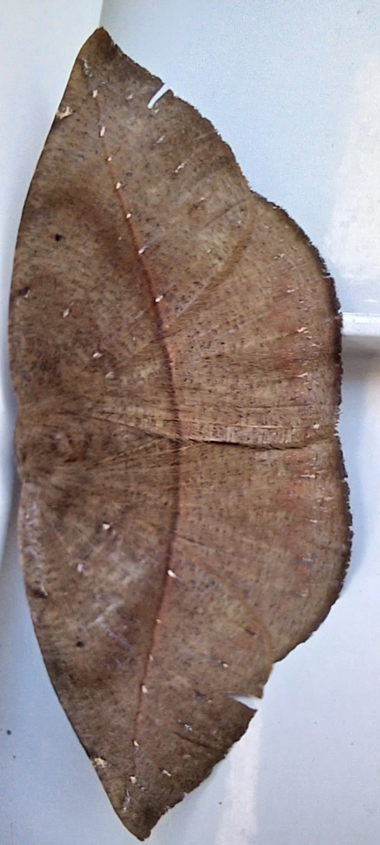 Borboletas e traças (Lepidoptera), insetos, fotografado em Maresias, São Sebastião