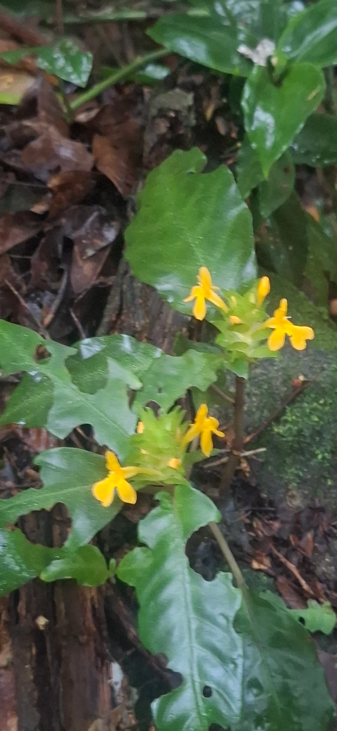 Aphelandra ornata, plantas, fotografado em Maresias, São Sebastião