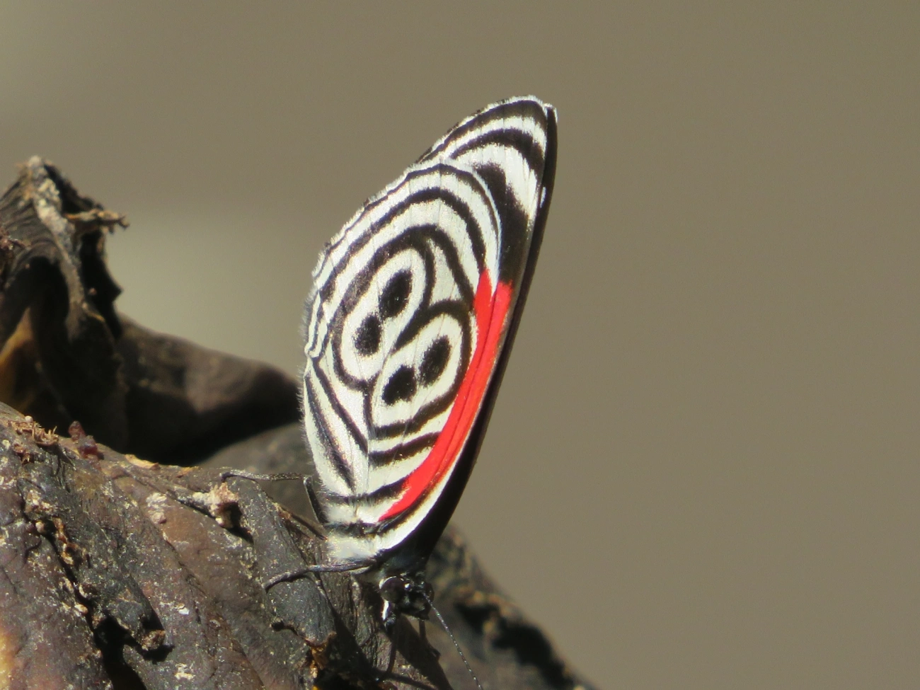 Borboleta-oitenta-e-oito (Diaethria clymena), insetos, fotografado em Maresias, São Sebastião