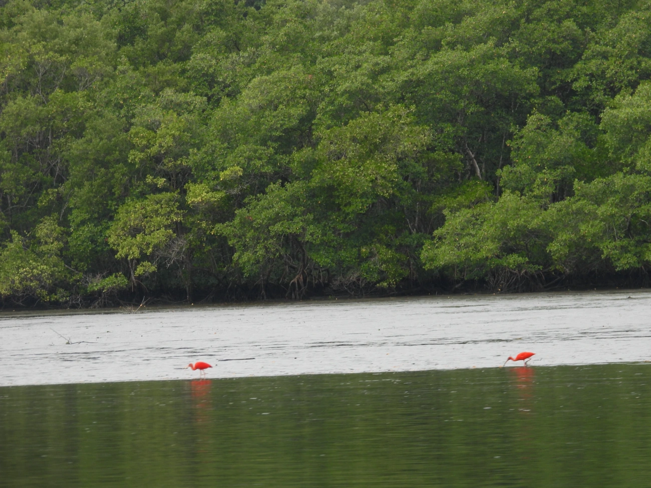 Guará (Eudocimus ruber), aves, fotografado em Cananéia