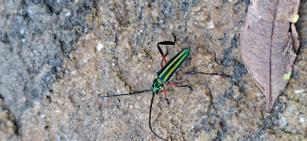 Mionochroma, insetos, fotografado em Toque-Toque Pequeno, São Sebastião