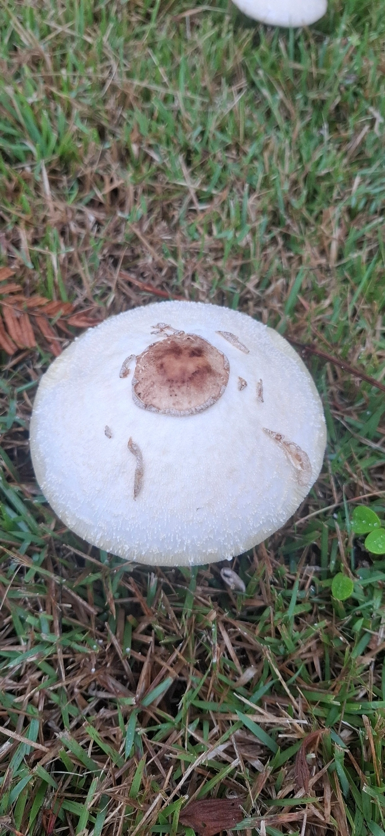 Chlorophyllum, fungos, fotografado em Maresias, São Sebastião