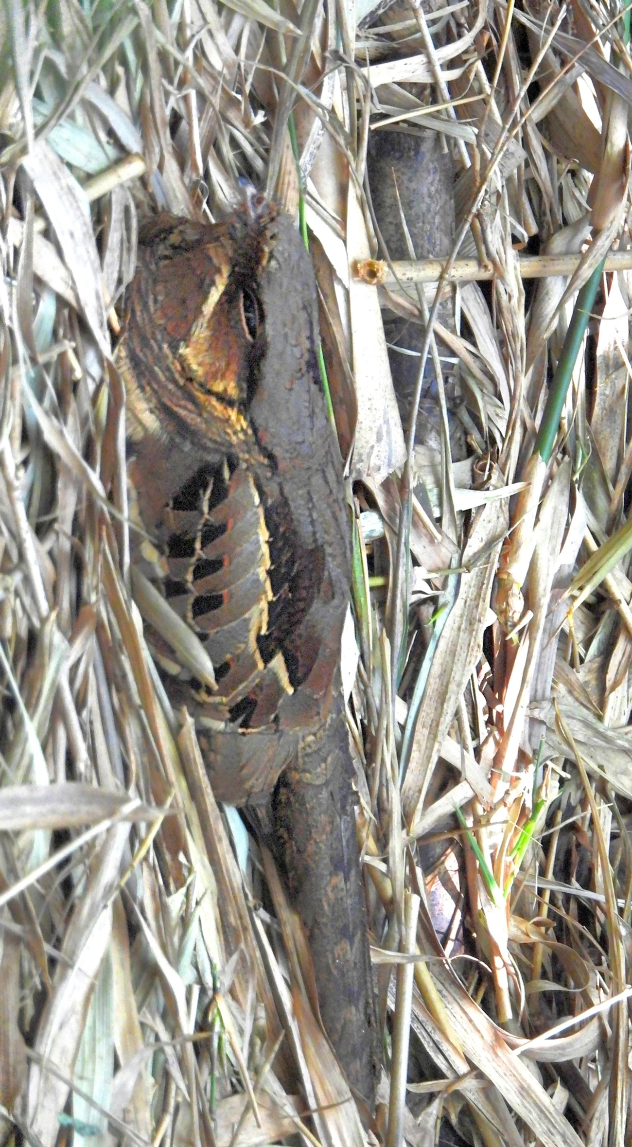 Bacurau (Nyctidromus albicollis), aves, fotografado em Maresias, São Sebastião