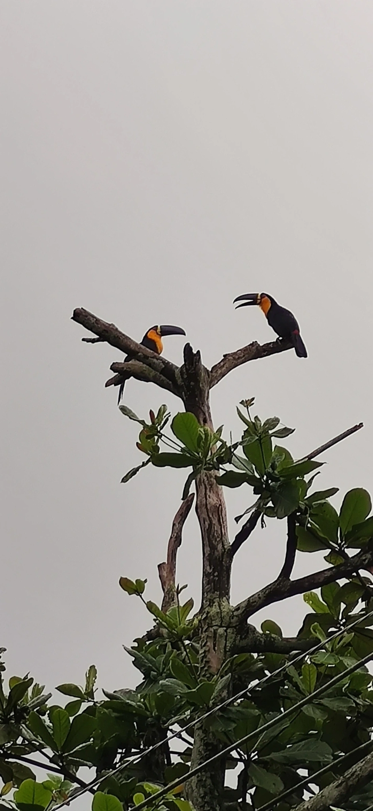 Tucano-de-ariel (Ramphastos vitellinus), aves, fotografado em São Paulo