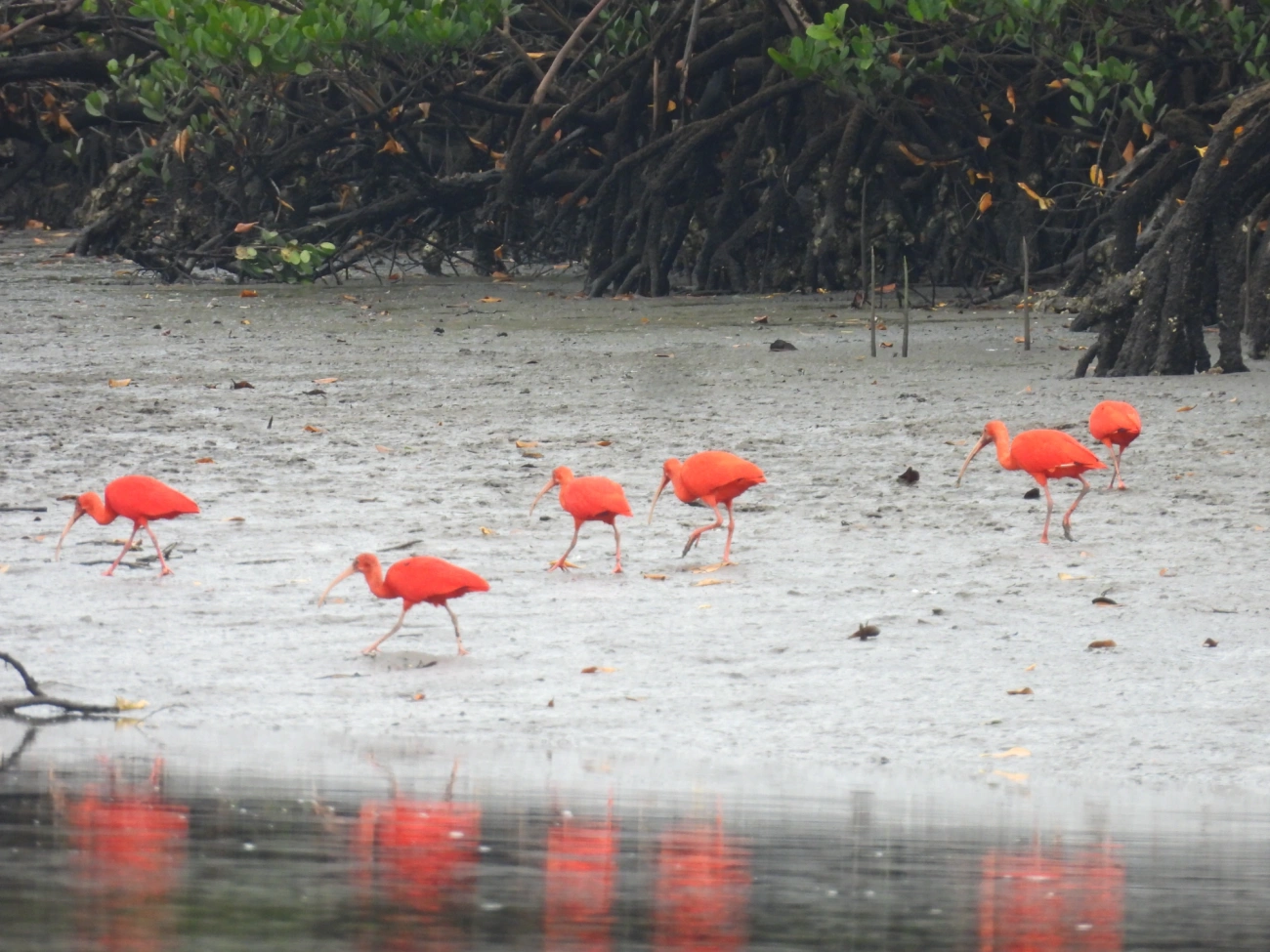 Guará (Eudocimus ruber), aves, fotografado em Cananéia