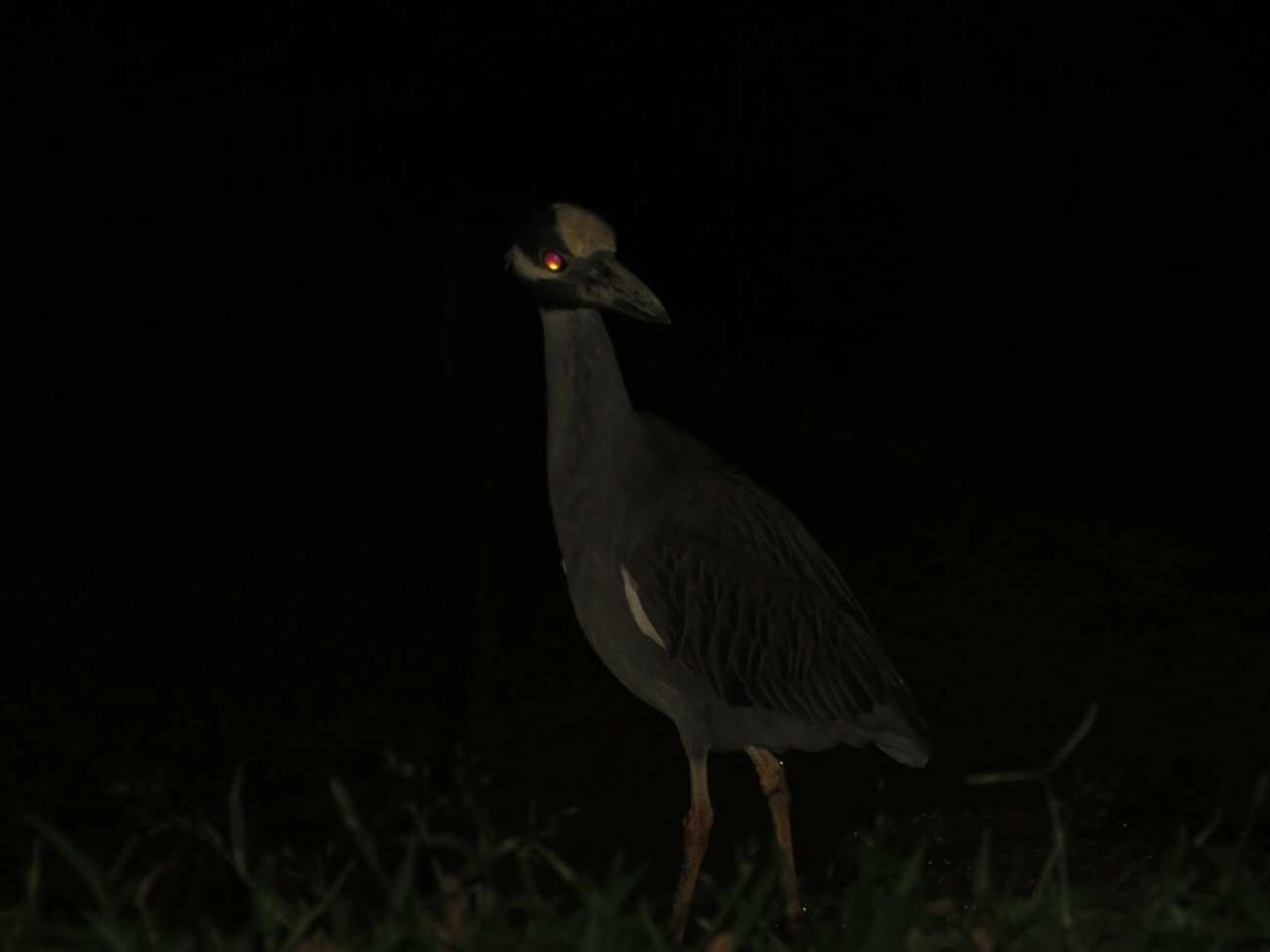 Savacu-de-coroa (Nyctanassa violacea), aves, fotografado em Caraguatatuba