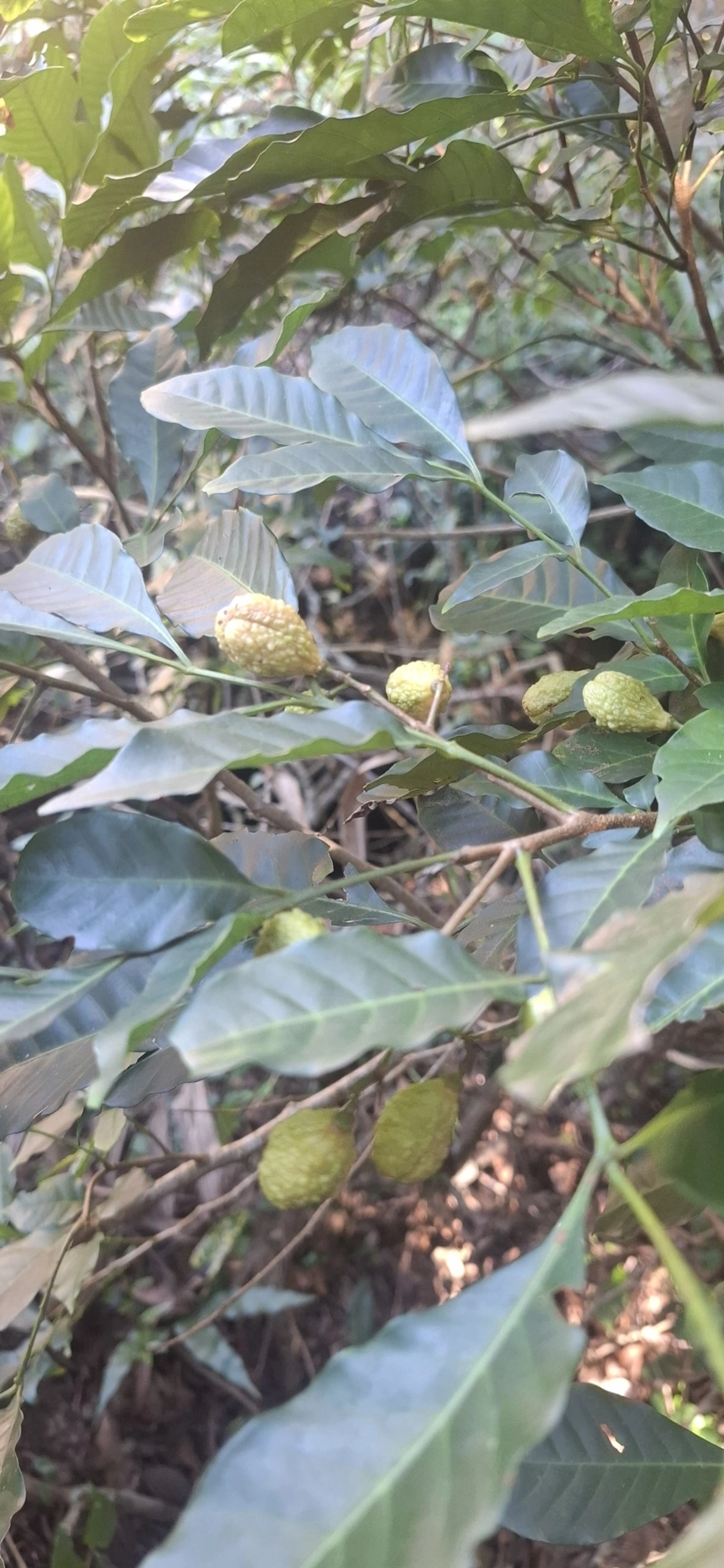 Plantas (Plantae), plantas, fotografado em Jabaquara, Ilhabela
