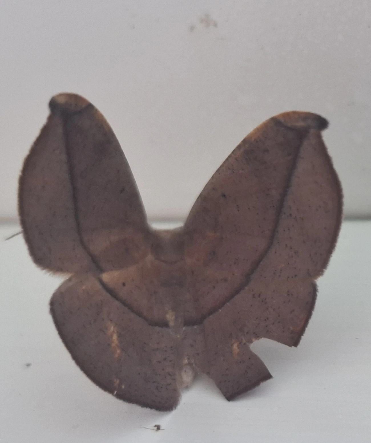 Mede-palmos (Geometridae), insetos, fotografado em Amparo