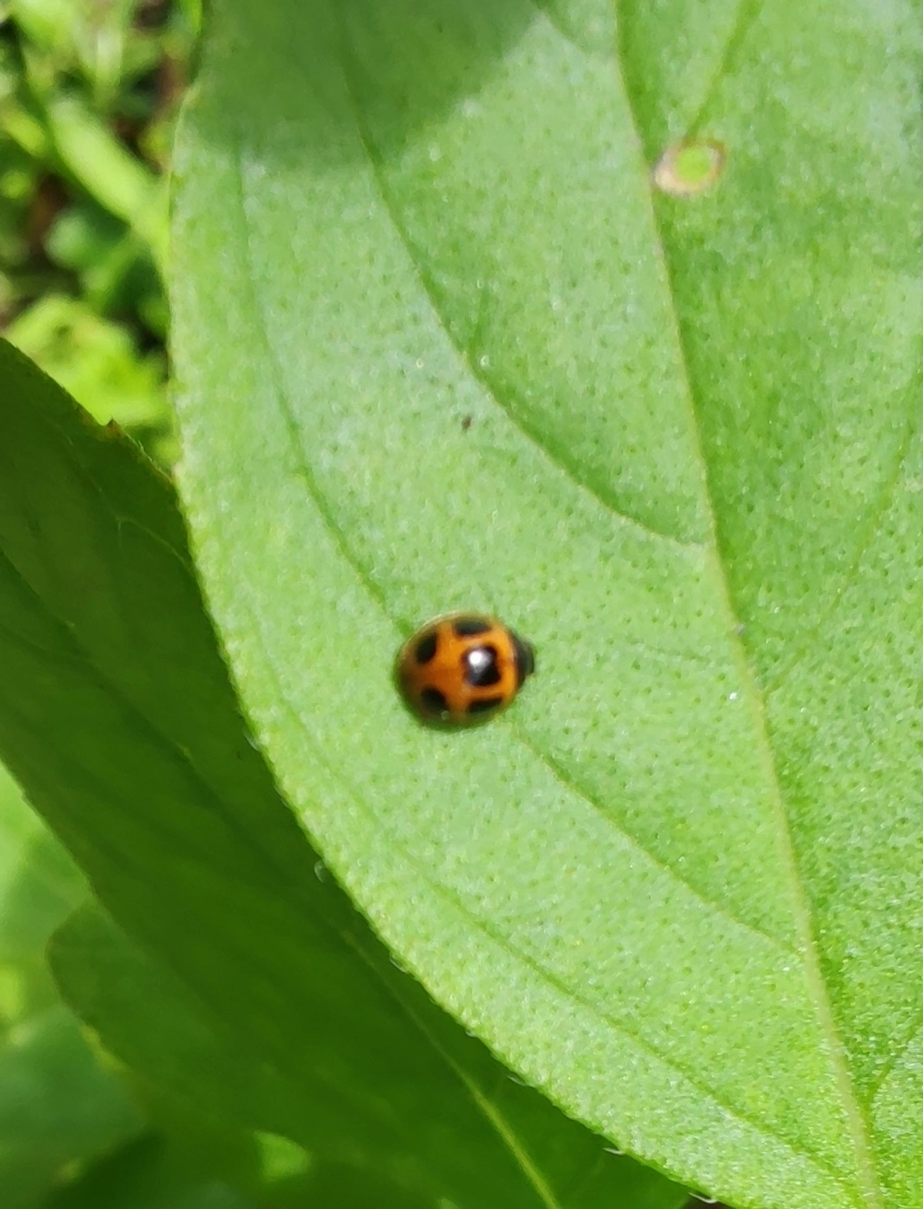 Zagreus jordani, insetos, fotografado em Maresias, São Sebastião