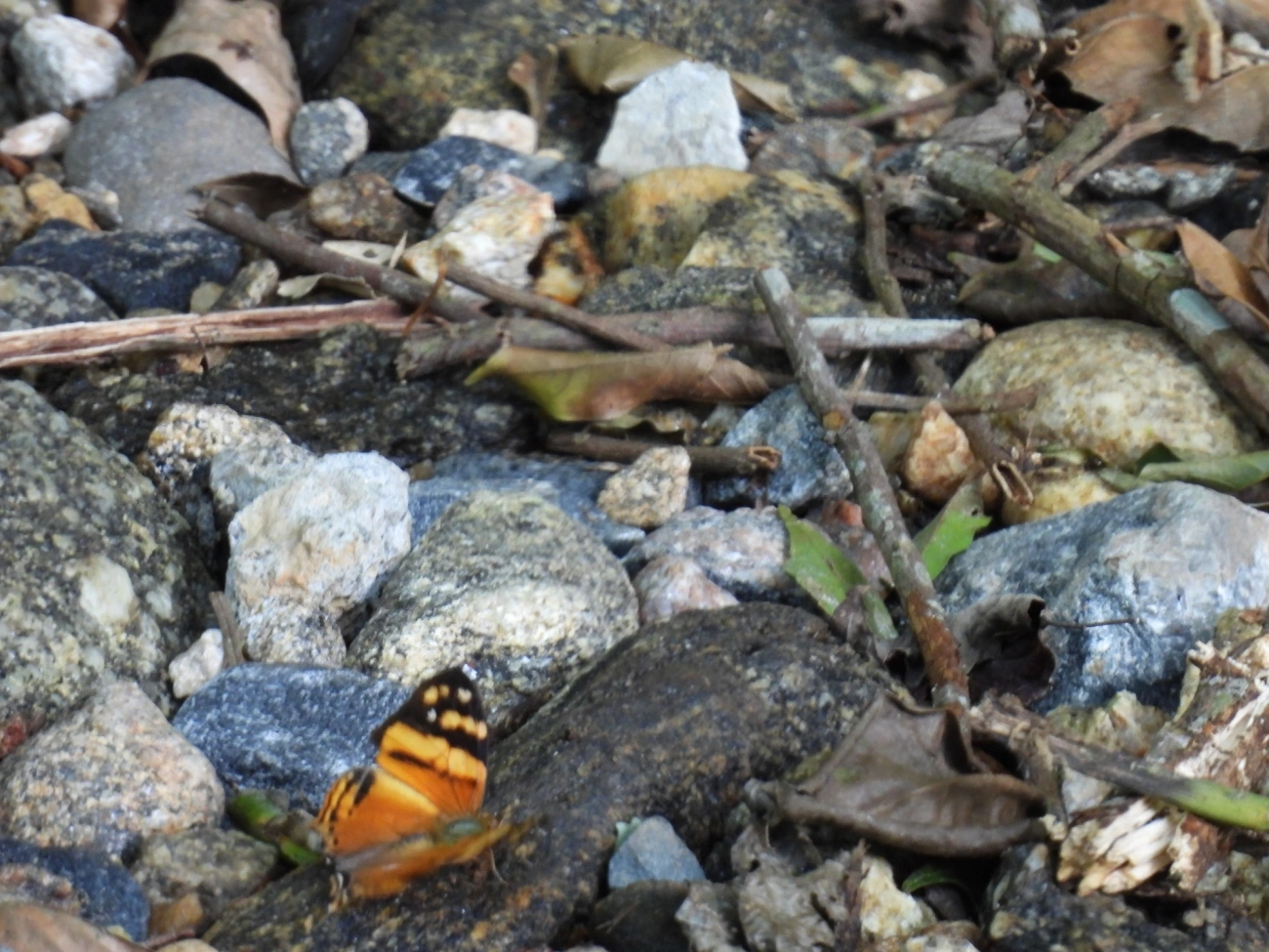 Mapa-laranja (Hypanartia lethe), insetos, fotografado em Maresias, São Sebastião