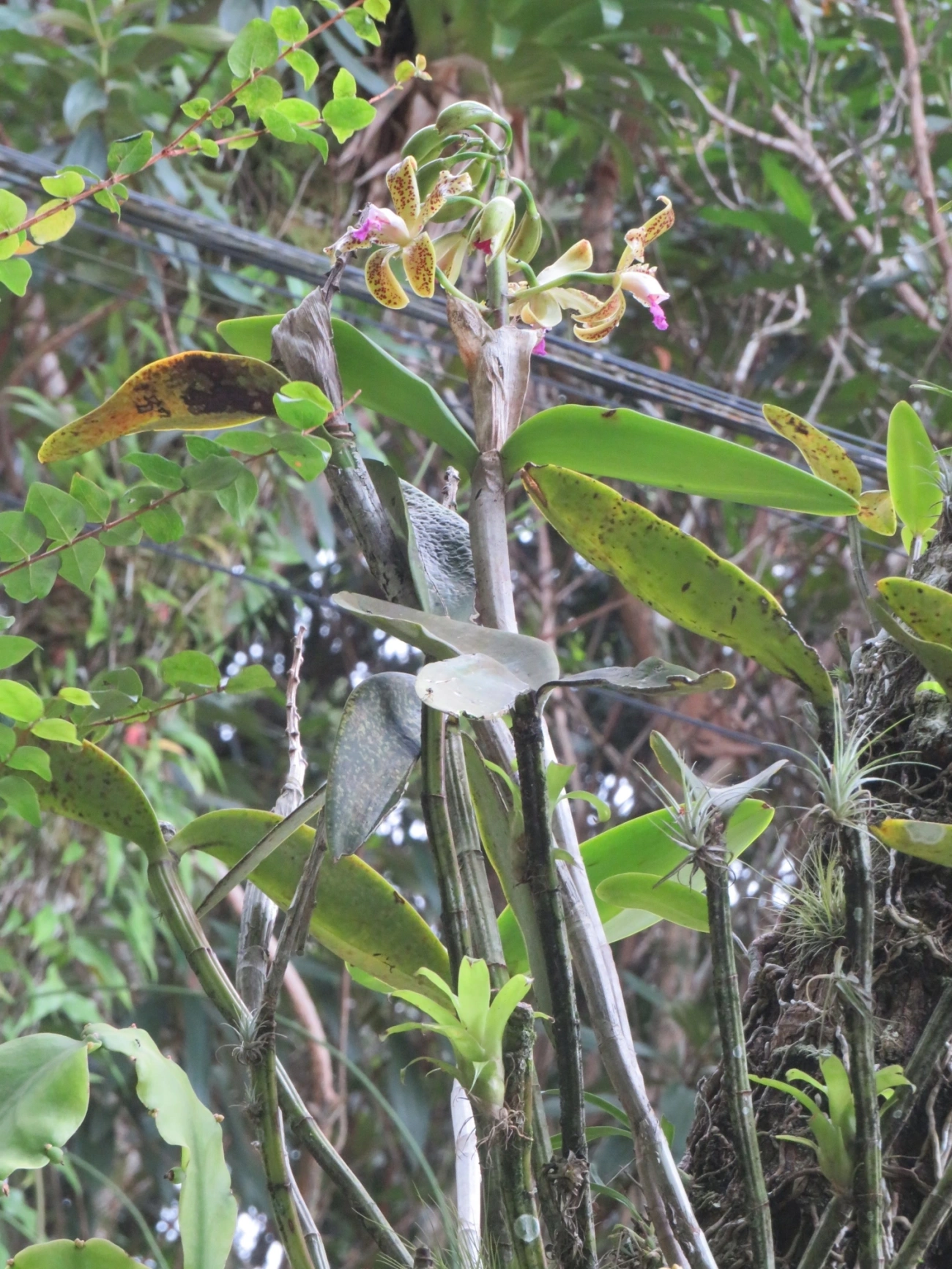 Catleia-gutata (Cattleya guttata), plantas, fotografado em São Sebastião