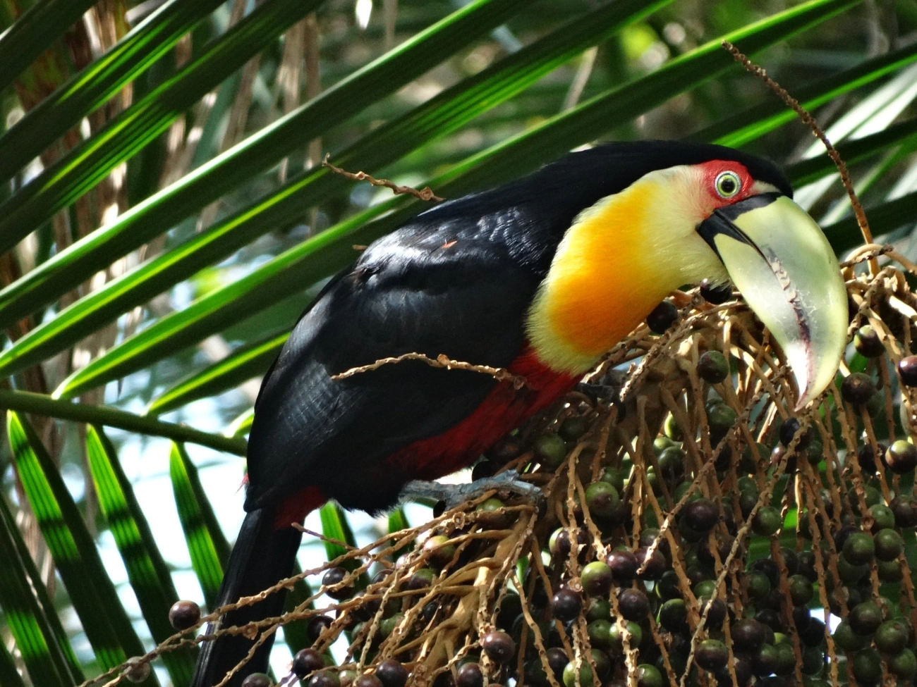 Tucano-de-bico-verde (Ramphastos dicolorus), aves, fotografado em Paraibuna