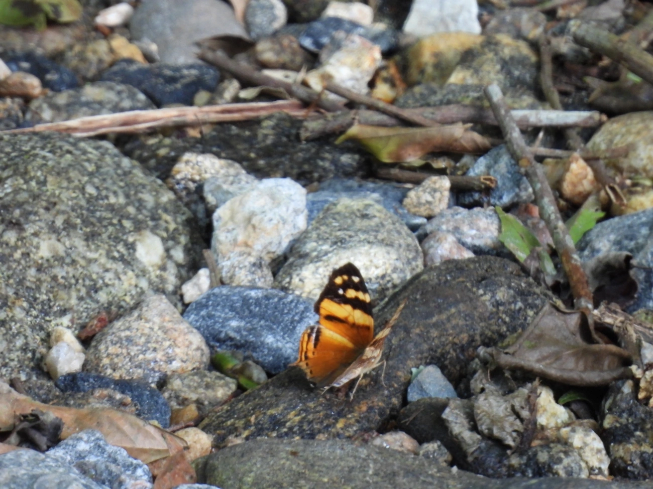 Mapa-laranja (Hypanartia lethe), insetos, fotografado em Maresias, São Sebastião