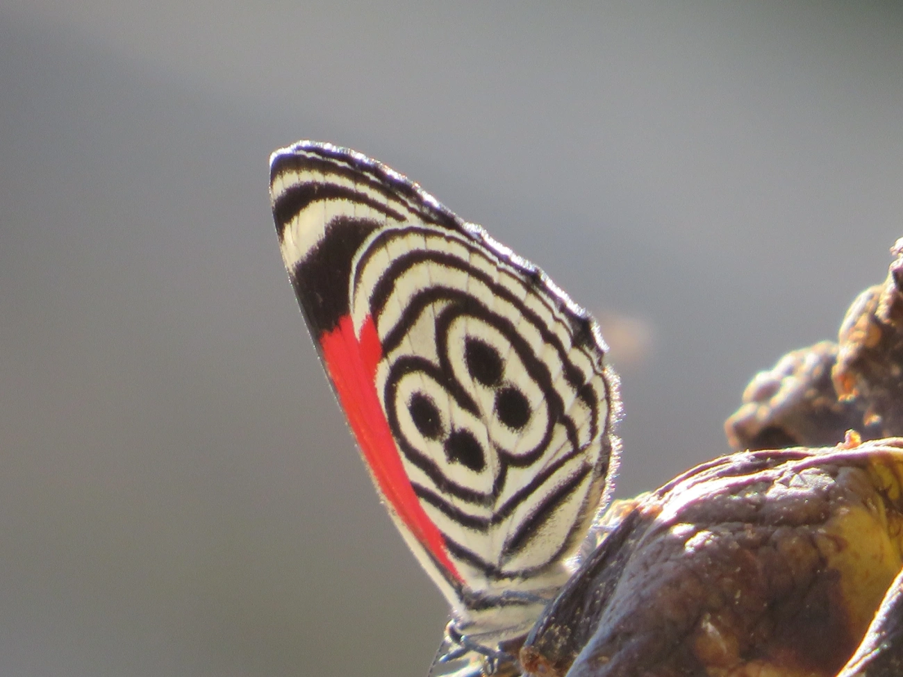 Borboleta-oitenta-e-oito (Diaethria clymena), insetos, fotografado em Maresias, São Sebastião