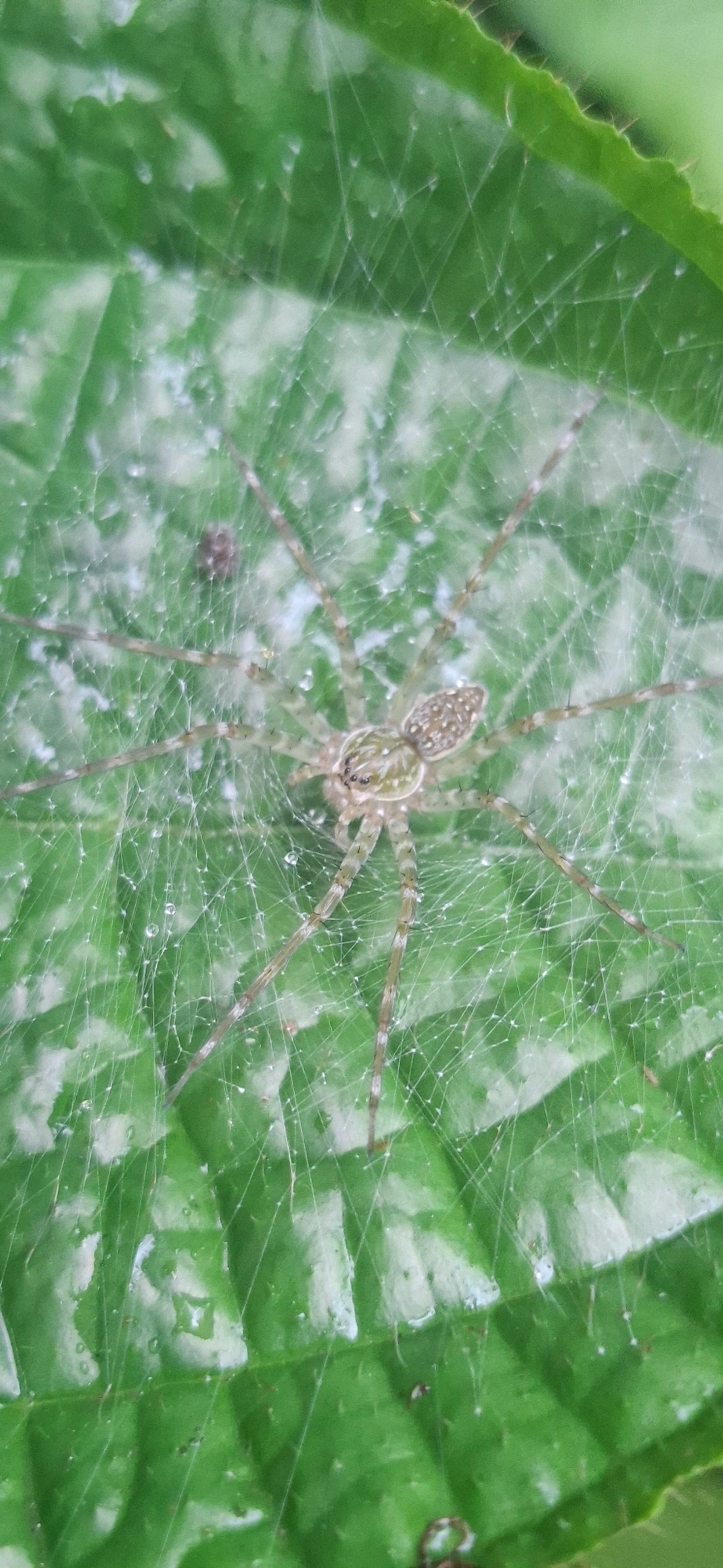 Thaumasia, aracnídeos, fotografado em Maresias, São Sebastião