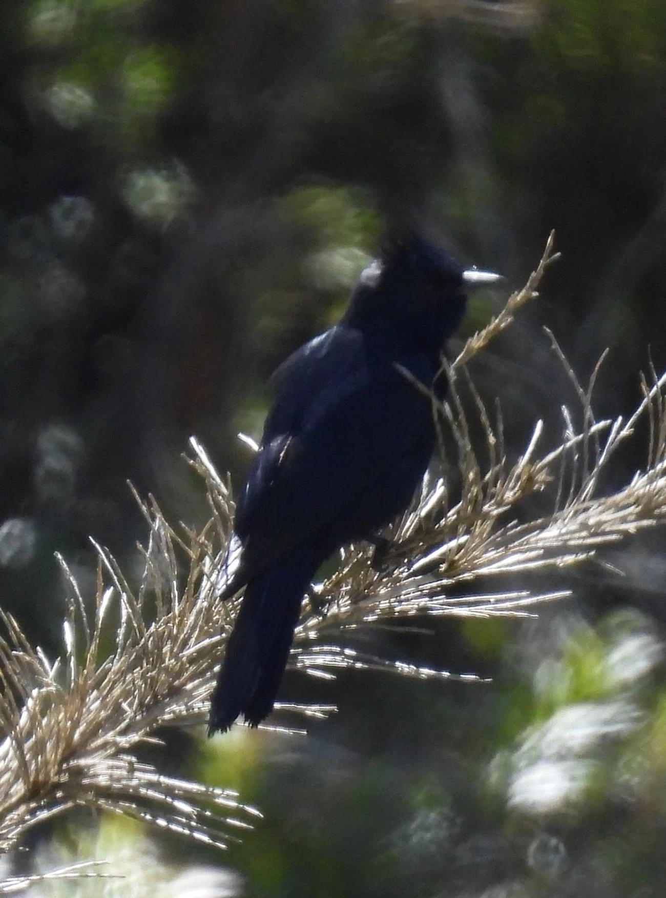 Maria-preta-de-penacho (Knipolegus lophotes), aves, fotografado em Engenheiro Passos