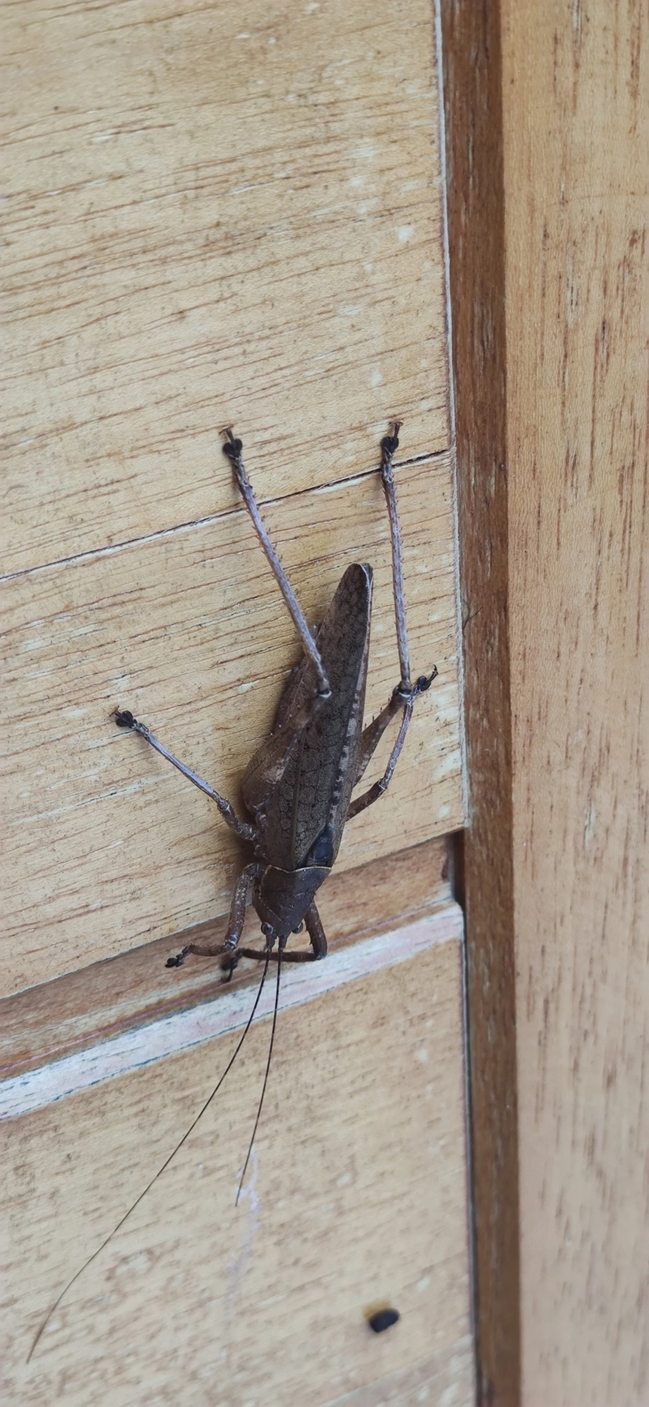 Meroncidius, insetos, fotografado em Maresias, São Sebastião