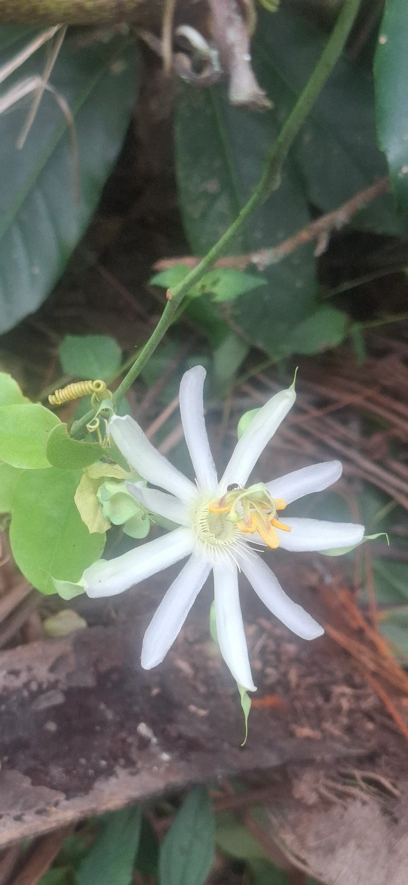 Maracujá-de-restinga (Passiflora mucronata), plantas, fotografado em Maresias, São Sebastião
