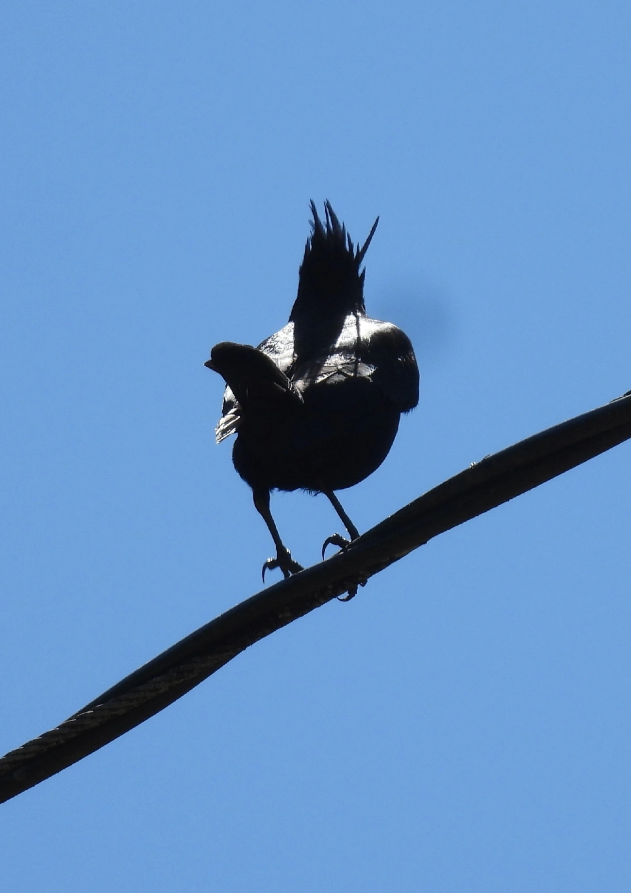 Maria-preta-de-penacho (Knipolegus lophotes), aves, fotografado em Pedra Selada