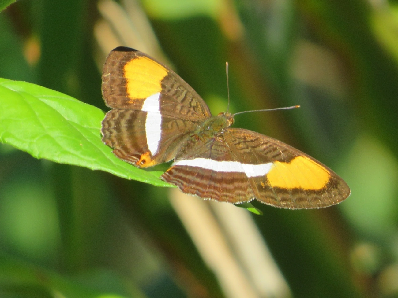 Irmã-de-faixa-lisa (Adelpha cytherea), insetos, fotografado em Maresias, São Sebastião