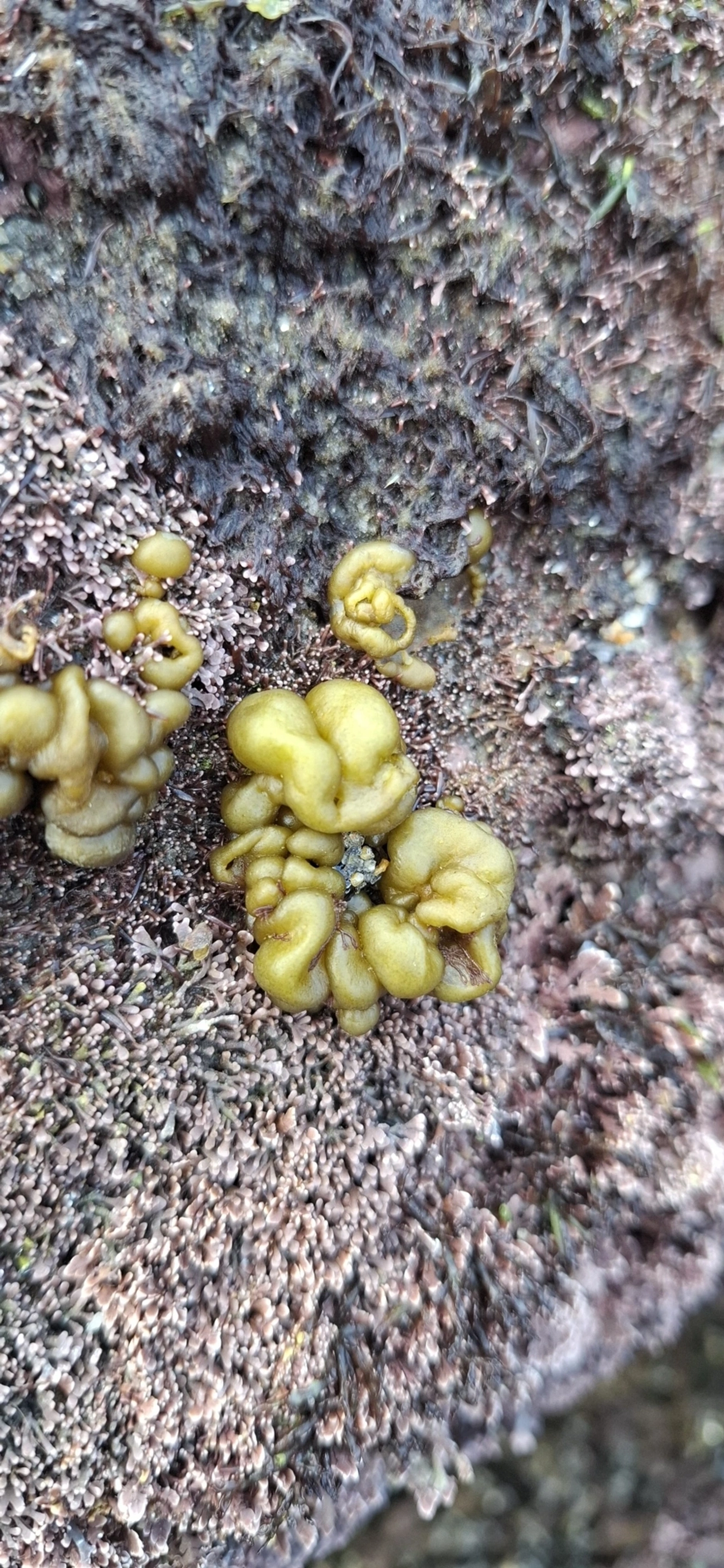 Colpomenia, outros, fotografado em São Sebastião