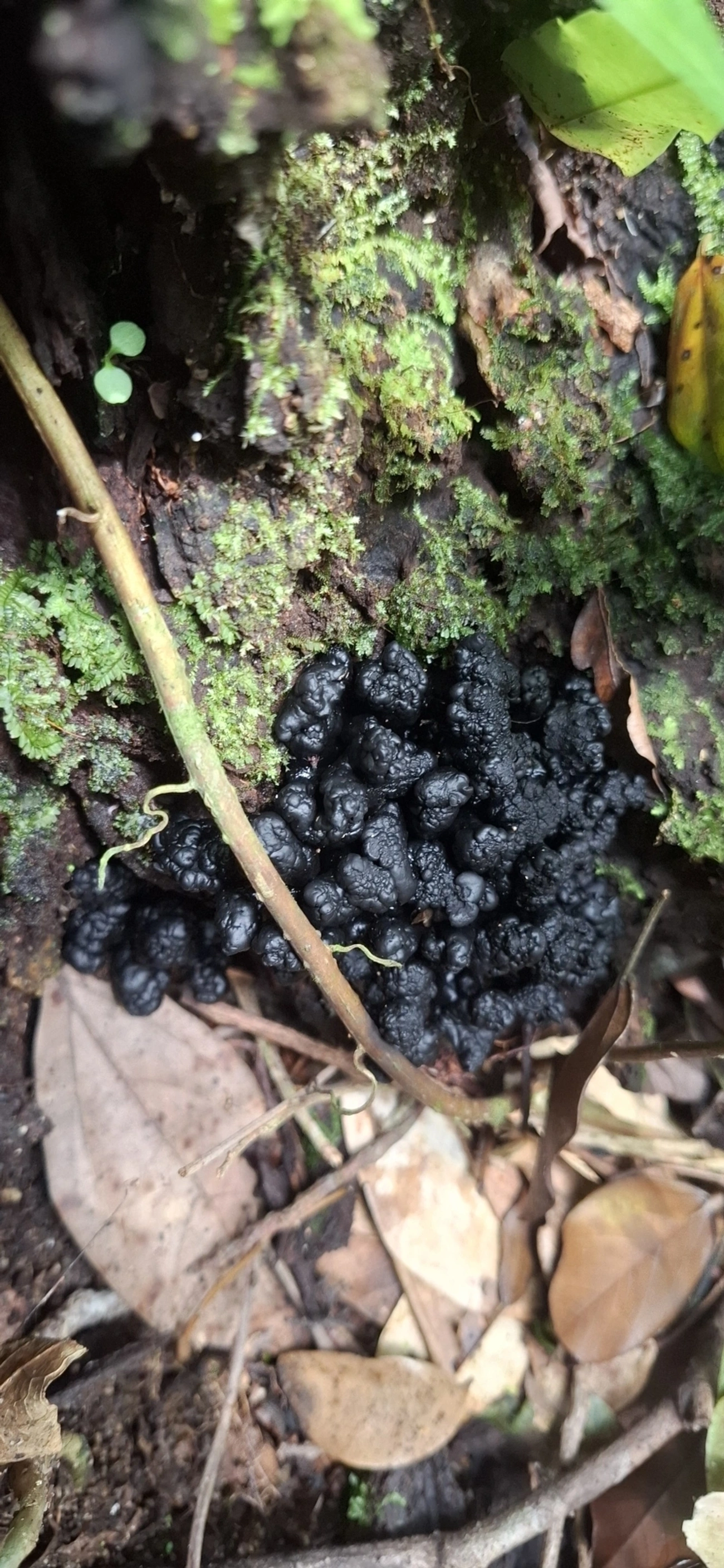 Sclerococcum martynii, fungos, fotografado em Enxovas, Ilhabela