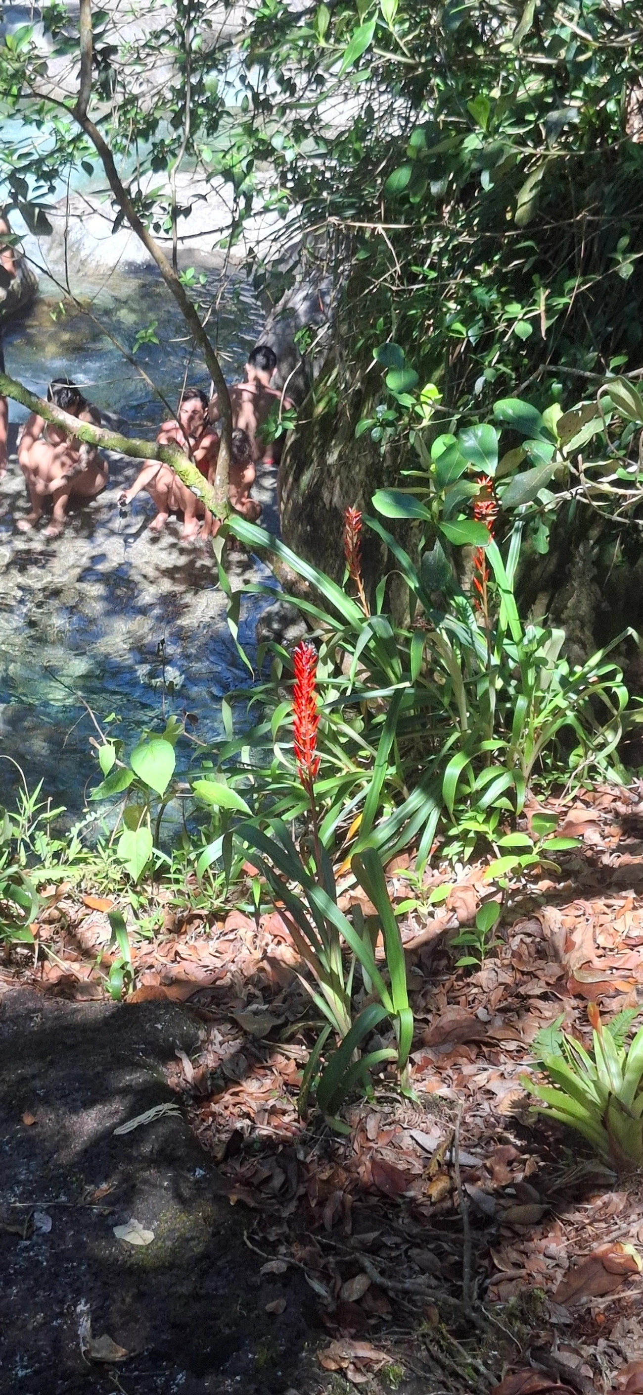 Pitcairnia flammea, plantas, fotografado em Queluz