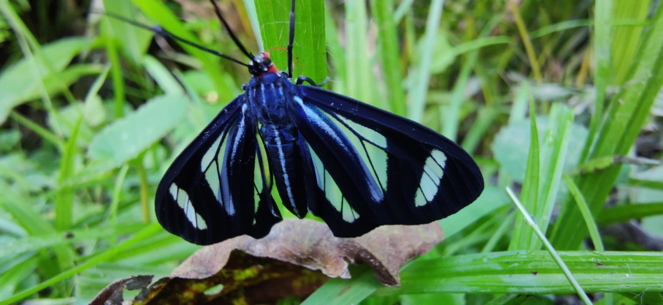 Agyrta dux, insetos, fotografado em Maresias, São Sebastião