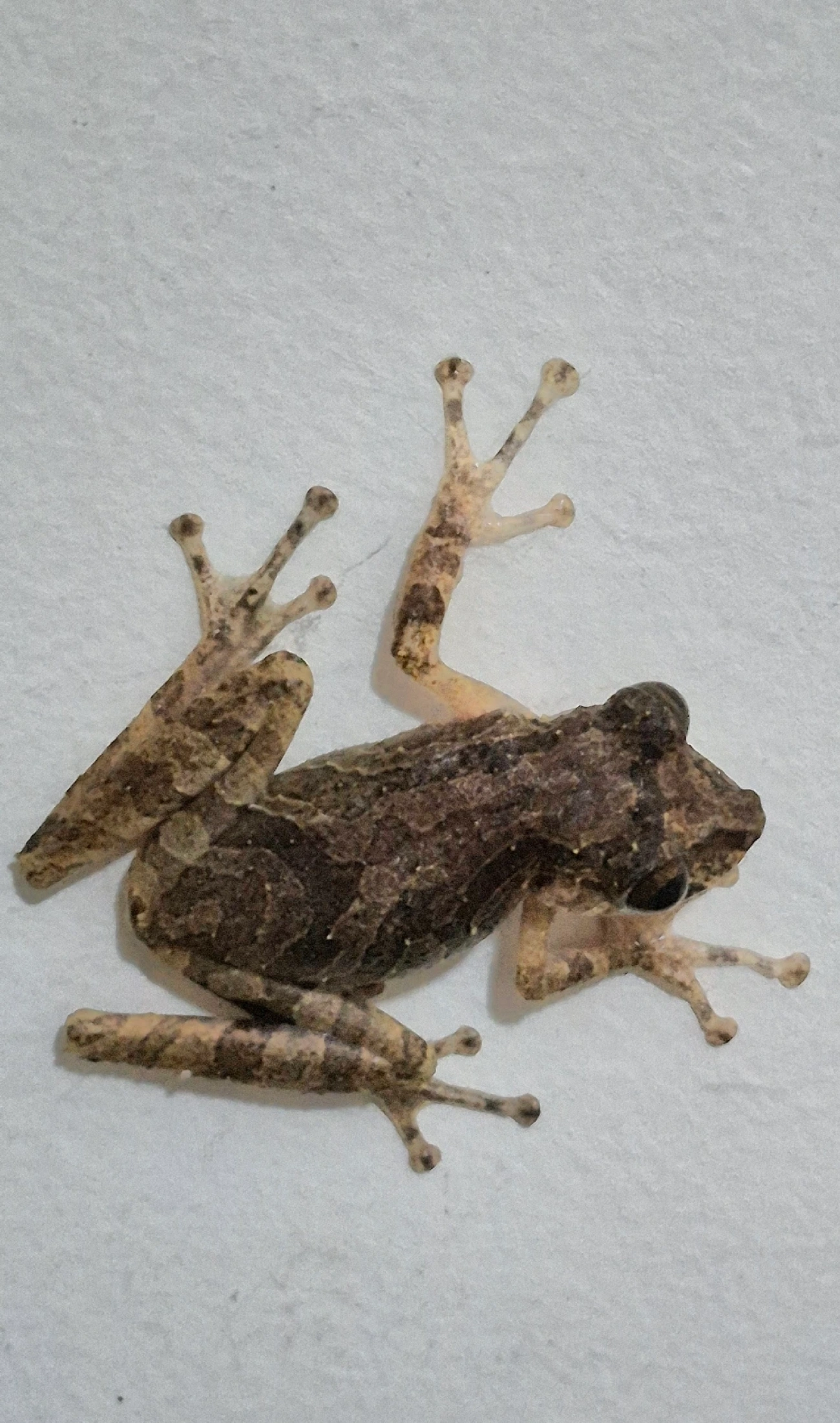 Perereca-do-litoral (Ololygon littoralis), anfíbios, fotografado em Maresias, São Sebastião