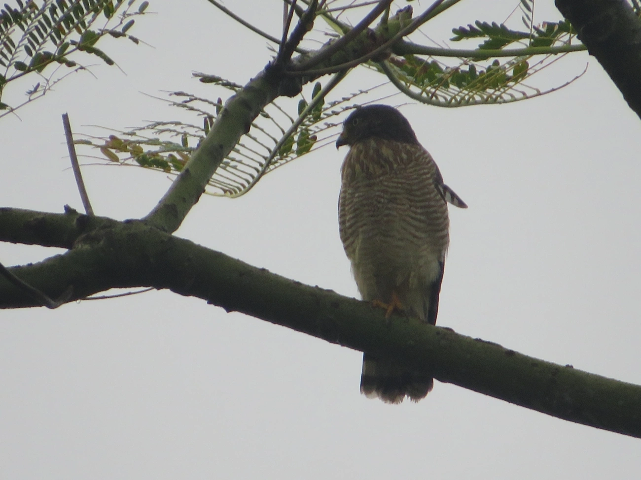 Gavião-carijó (Rupornis magnirostris), aves, fotografado em Maresias, São Sebastião