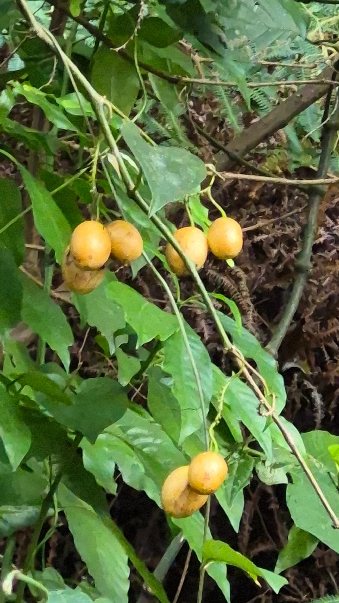 Baga-de-veado (Solanum diploconos), plantas, fotografado em São Paulo