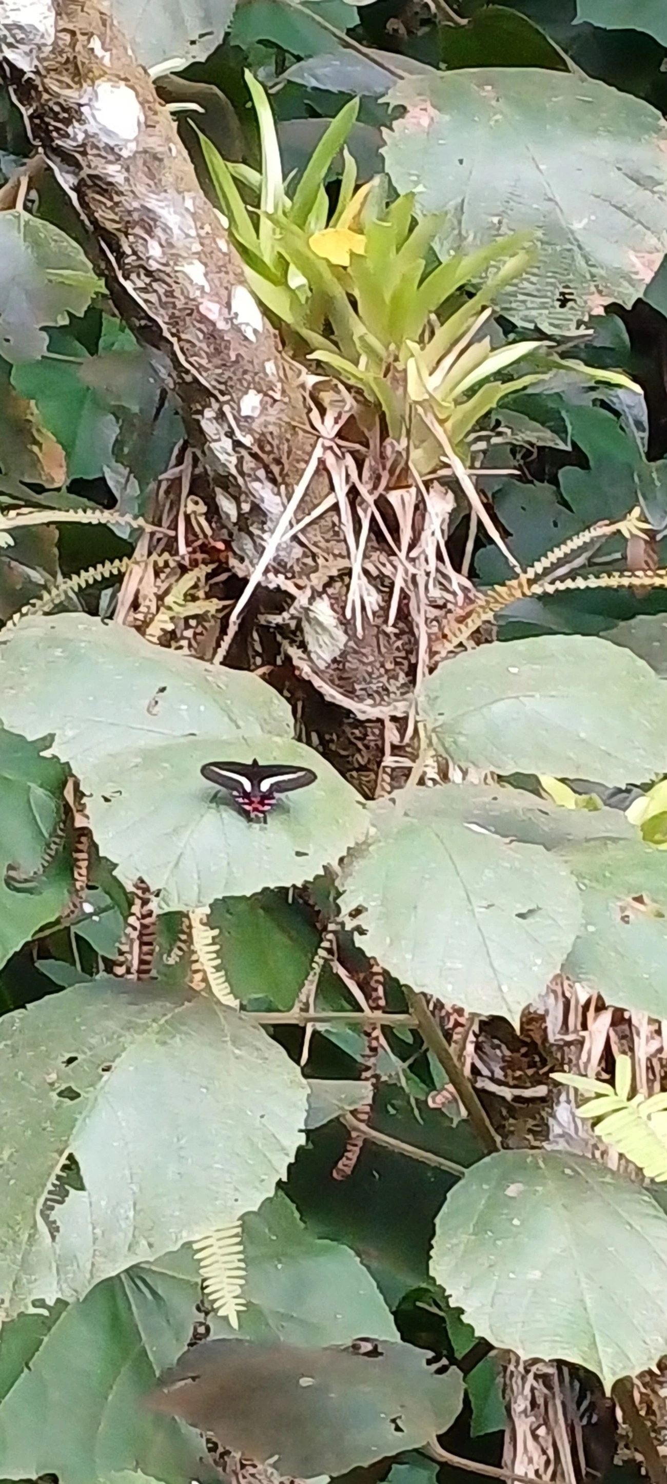 Parides proneus, insetos, fotografado em Visconde de Mauá
