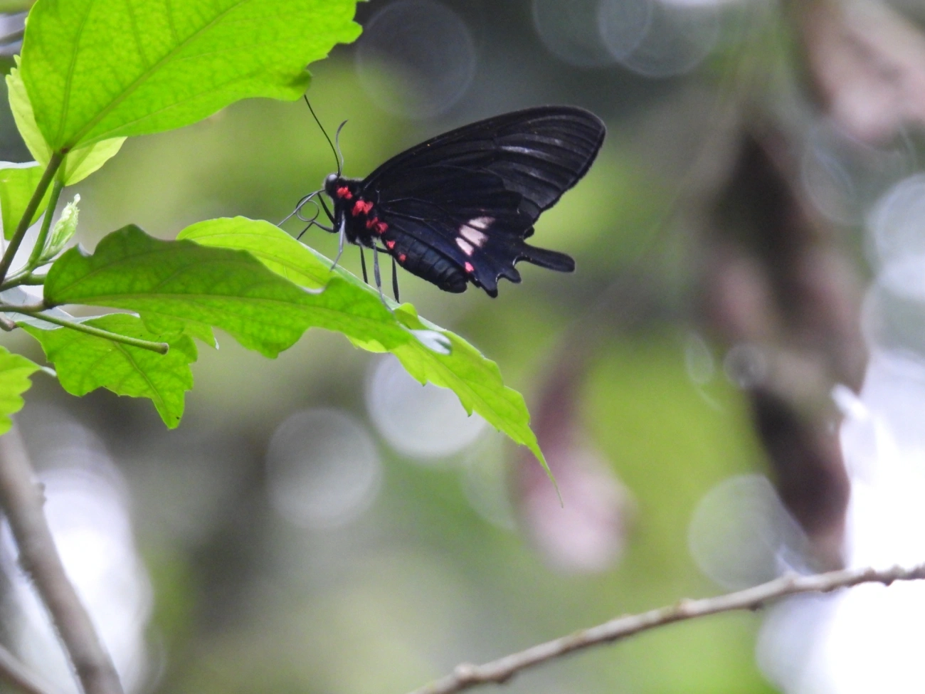 Parides tros, insetos, fotografado em Maresias, São Sebastião