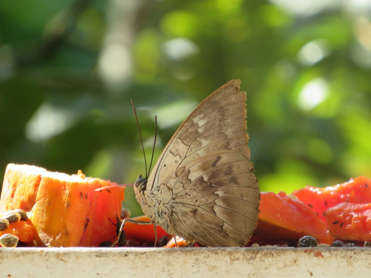 Prepona-de-um-ponto (Archaeoprepona demophon), insetos, fotografado em Maresias, São Sebastião