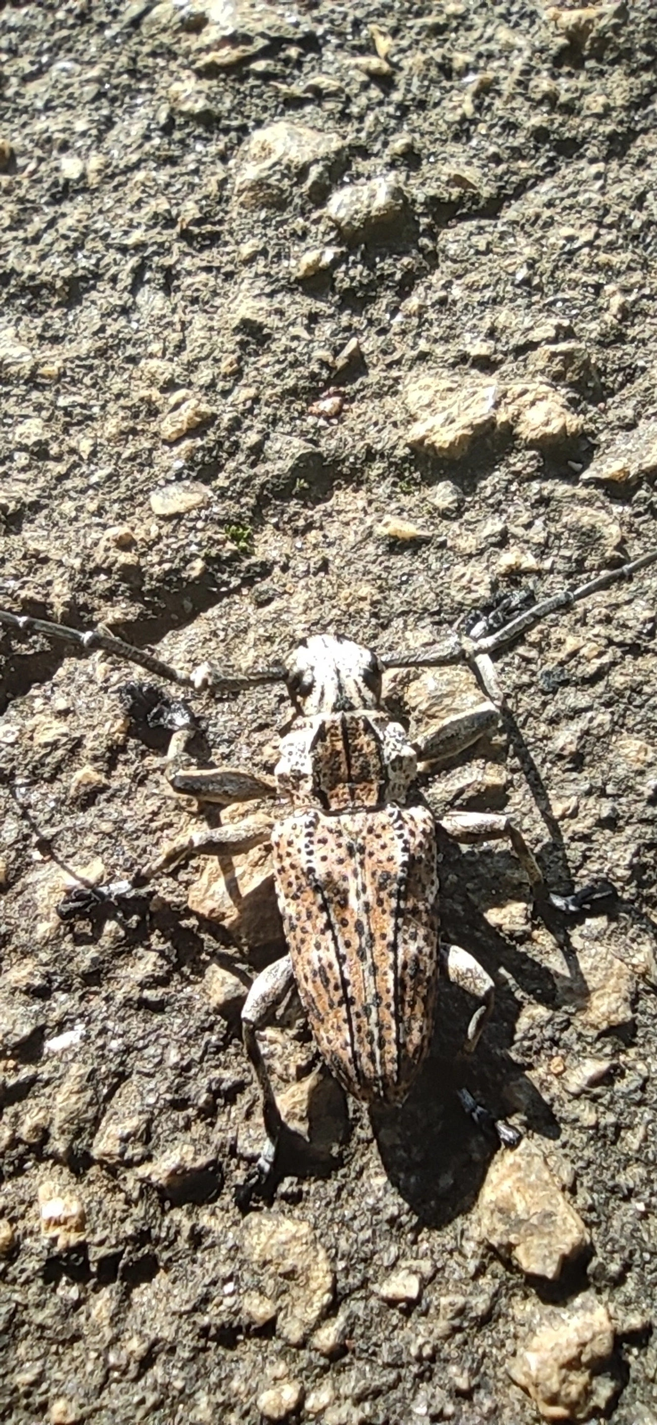 Steirastoma meridionale, insetos, fotografado em Vila Santo Estevão, São Paulo