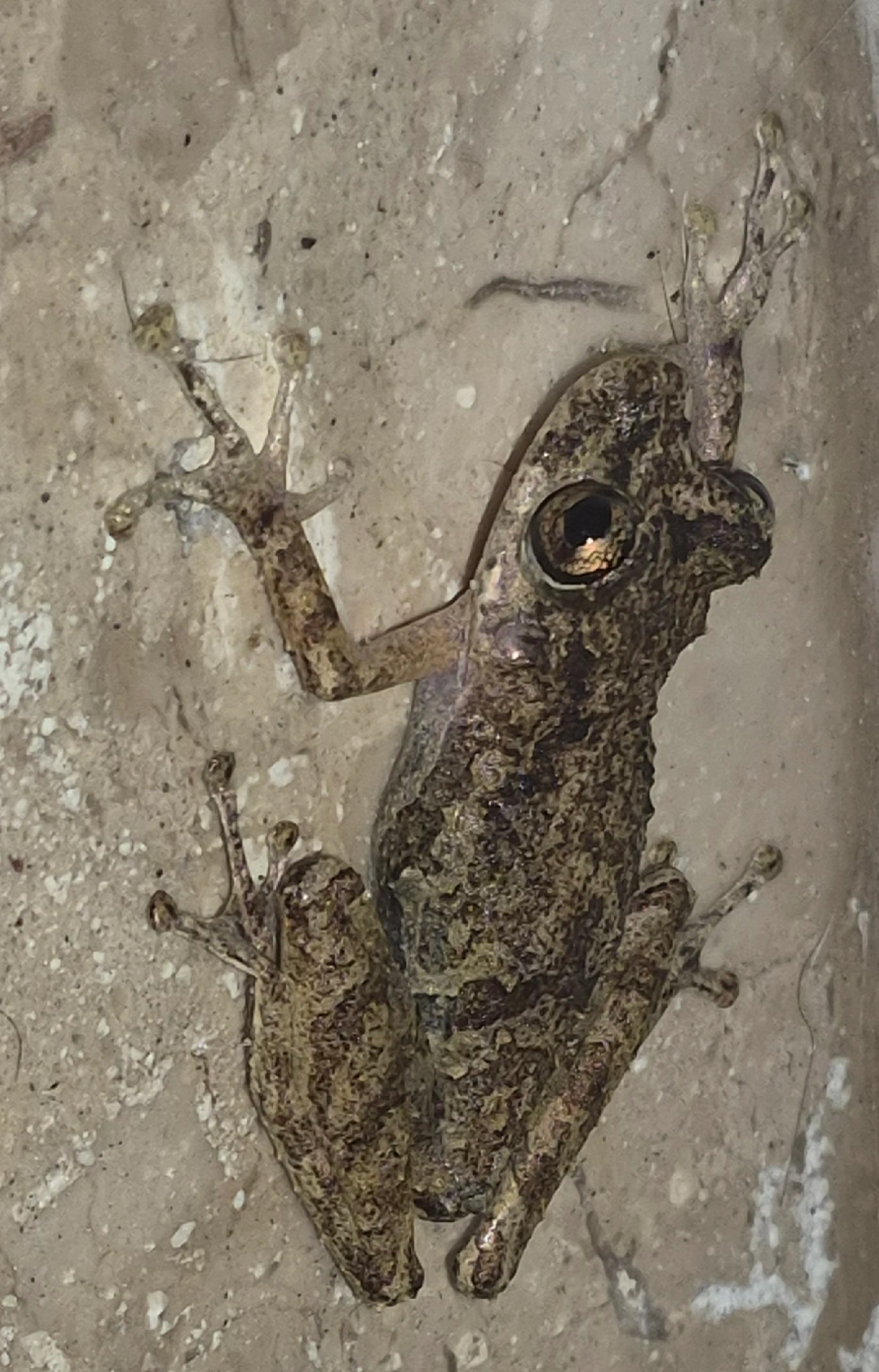 Perereca-do-litoral (Ololygon littoralis), anfíbios, fotografado em Maresias, São Sebastião