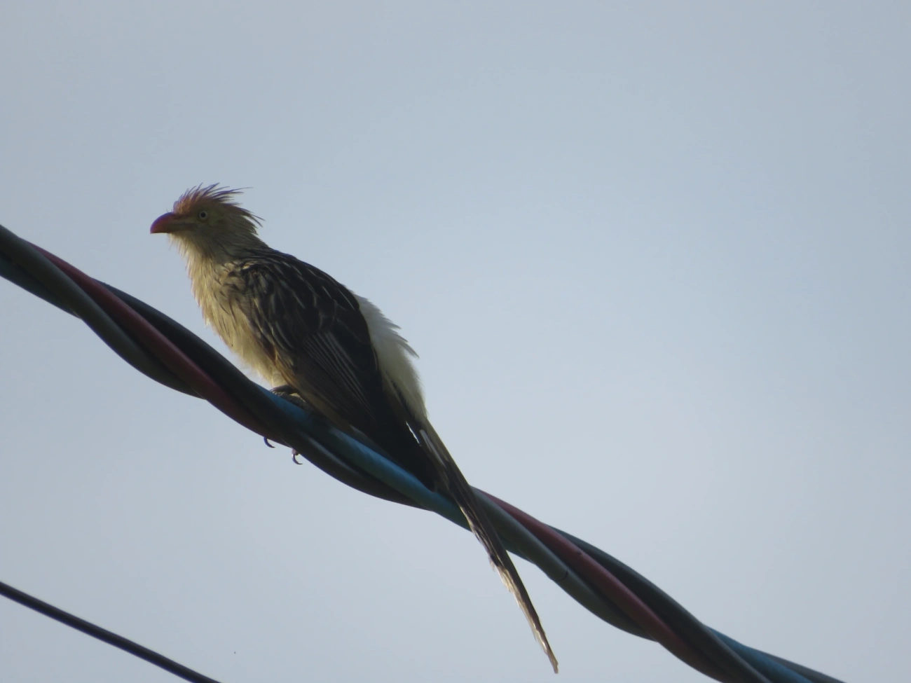 Anu-branco (Guira guira), aves, fotografado em Maresias, São Sebastião