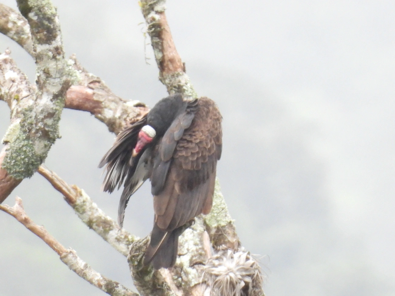 Urubu-de-cabeça-vermelha (Cathartes aura), aves, fotografado em Maresias, São Sebastião