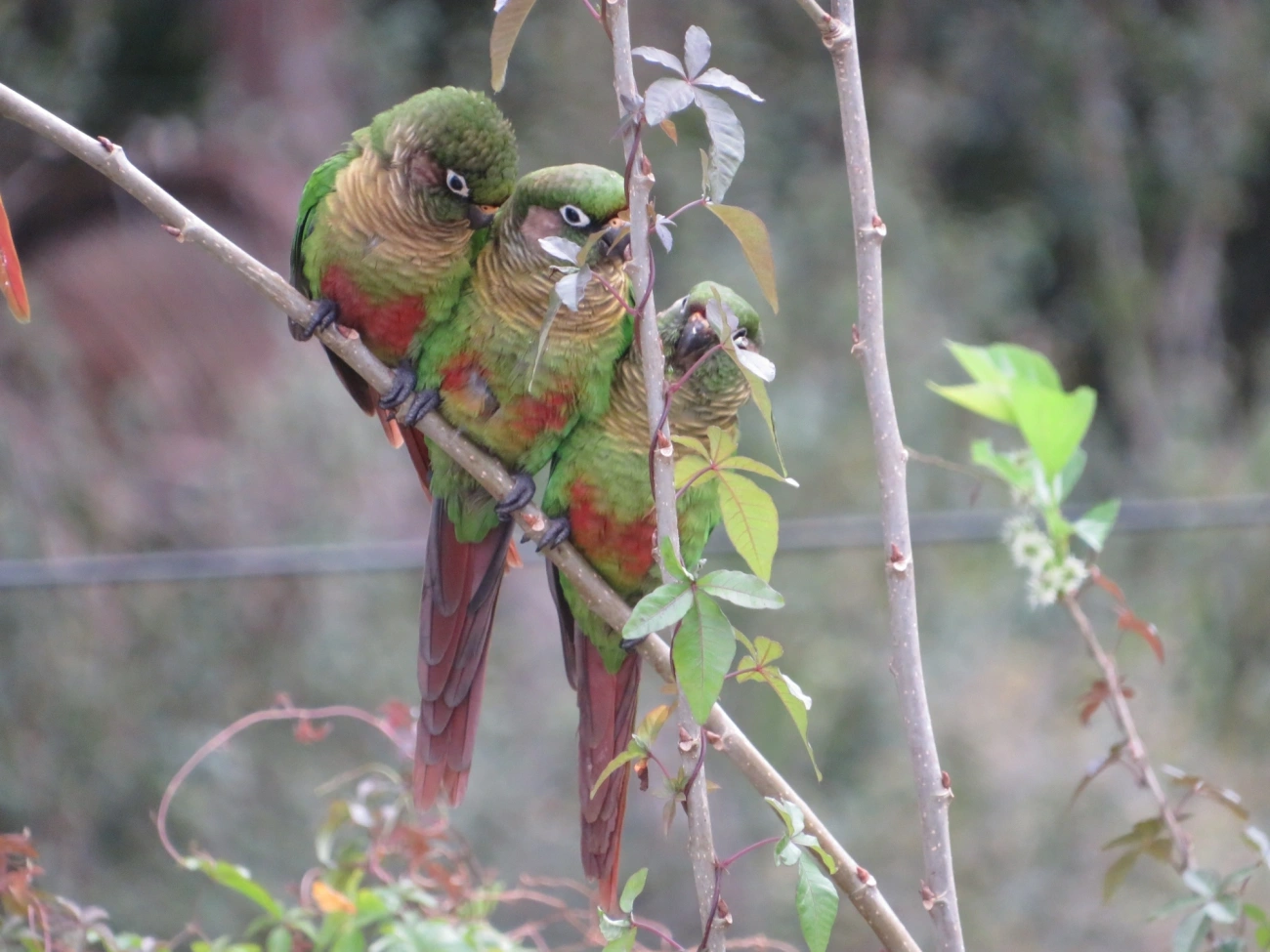 Tiriba-de-testa-vermelha (Pyrrhura frontalis), aves, fotografado em Maresias, São Sebastião
