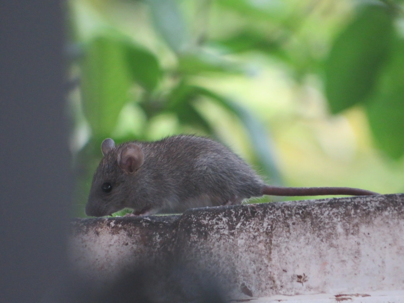 Oligoryzomys, mamíferos, fotografado em Maresias, São Sebastião