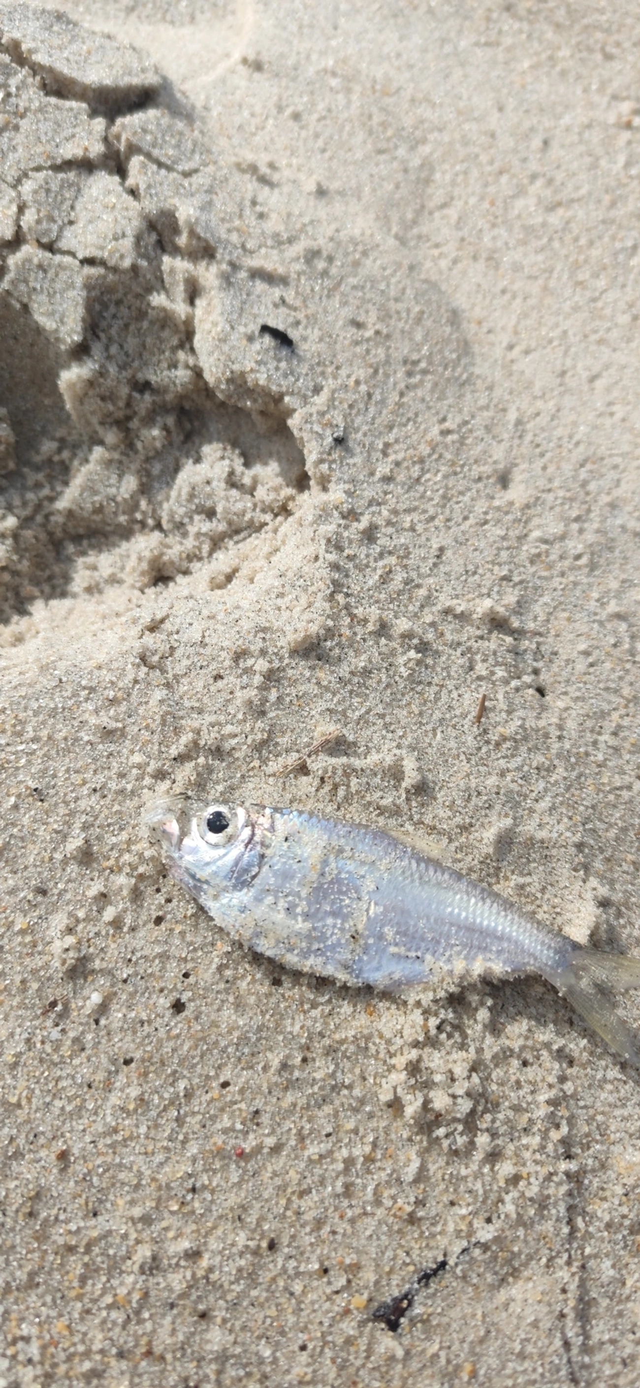 Pelona-de-estuário (Pellona harroweri), peixes, fotografado em Maresias, São Sebastião
