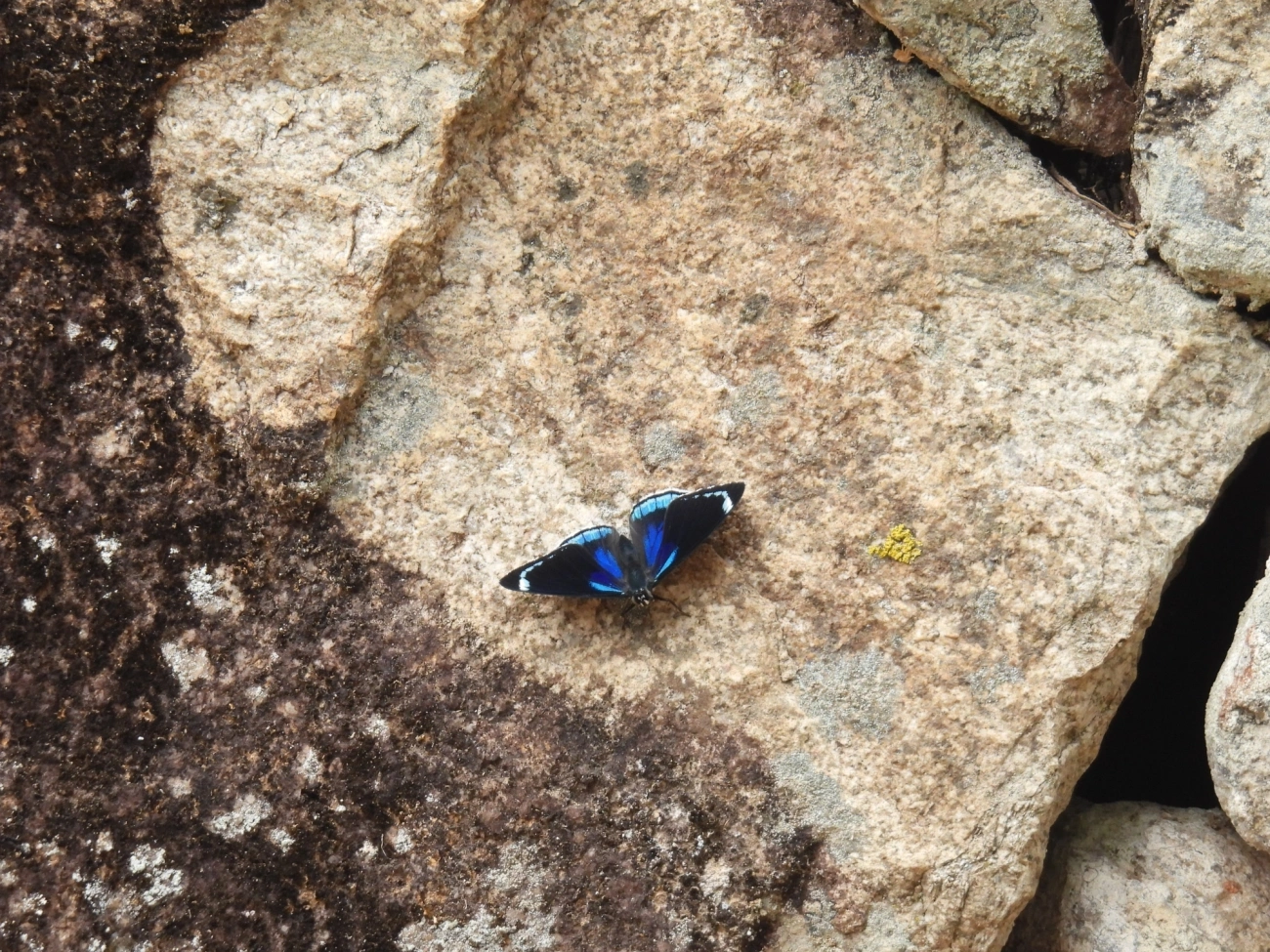 Borboleta-80 (Diaethria candrena), insetos, fotografado em Itamonte