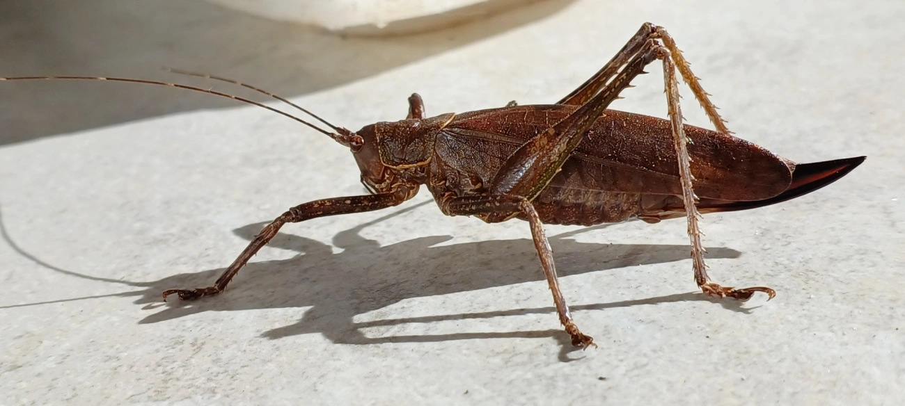 Meroncidius, insetos, fotografado em Maresias, São Sebastião