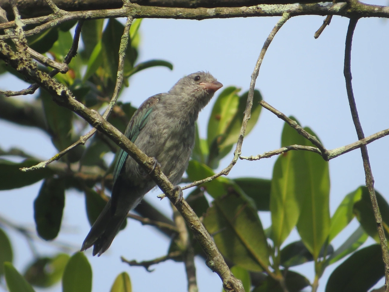 Sanhaço-cinzento (Thraupis sayaca), aves, fotografado em Maresias, São Sebastião