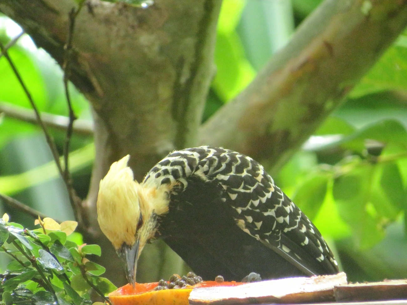 Pica-Pau-de-Cabeça-Amarela (Celeus flavescens), aves, fotografado em Maresias, São Sebastião