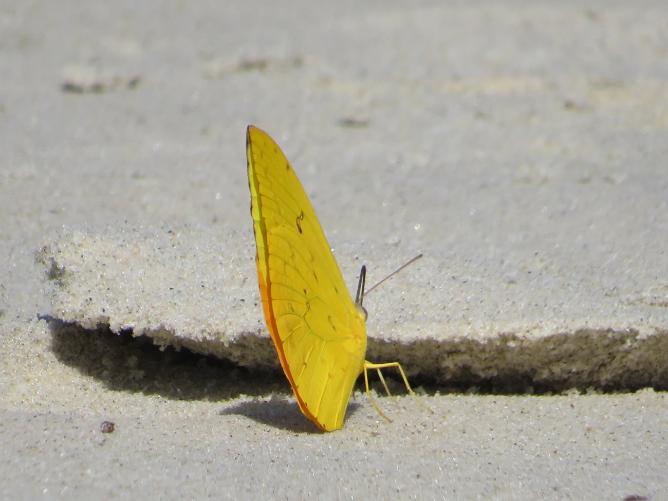 Borboleta-gema (Phoebis philea), insetos, fotografado em Maresias, São Sebastião