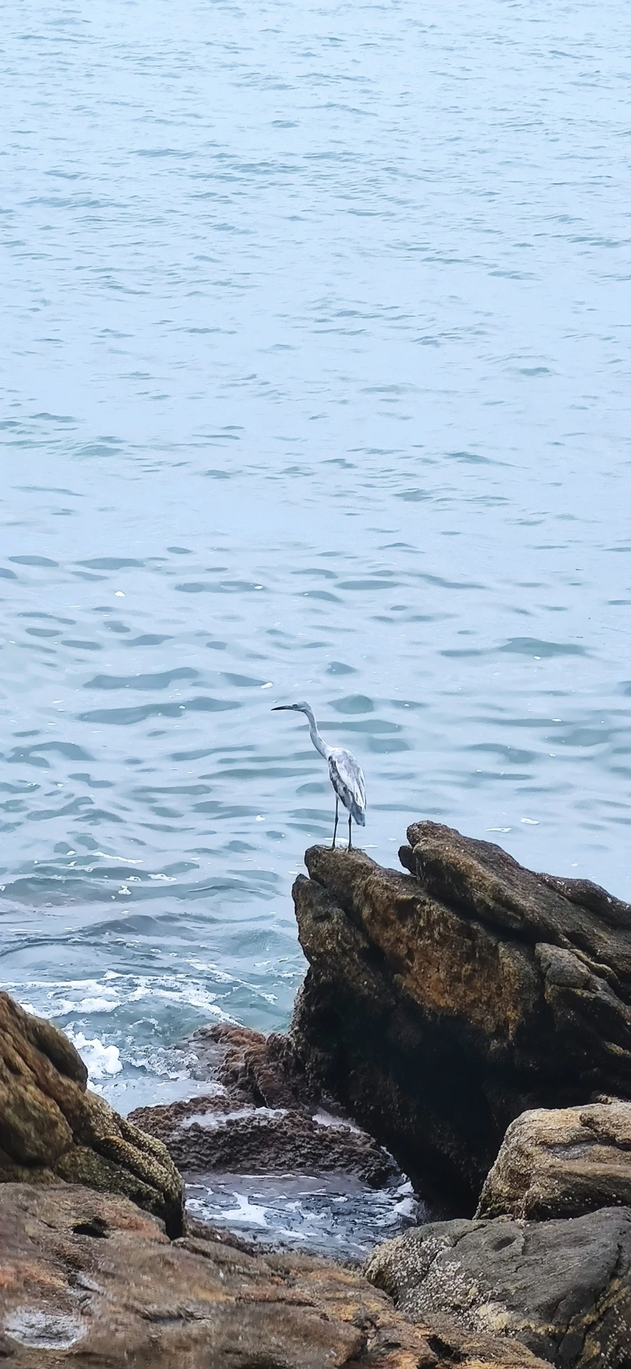 Garça-azul (Egretta caerulea), aves, fotografado em Maresias, São Sebastião