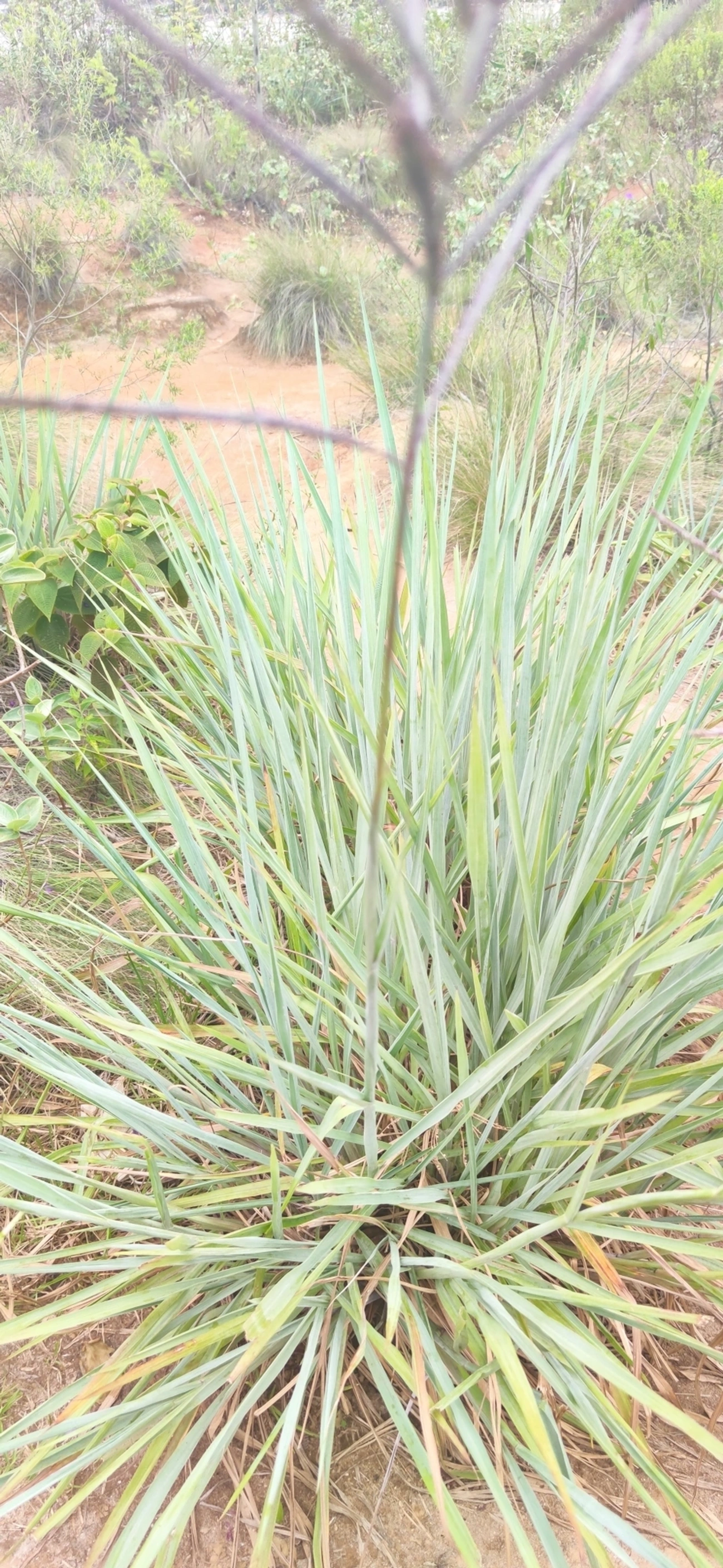 Cymbopogon, plantas, fotografado em Paúba, São Sebastião