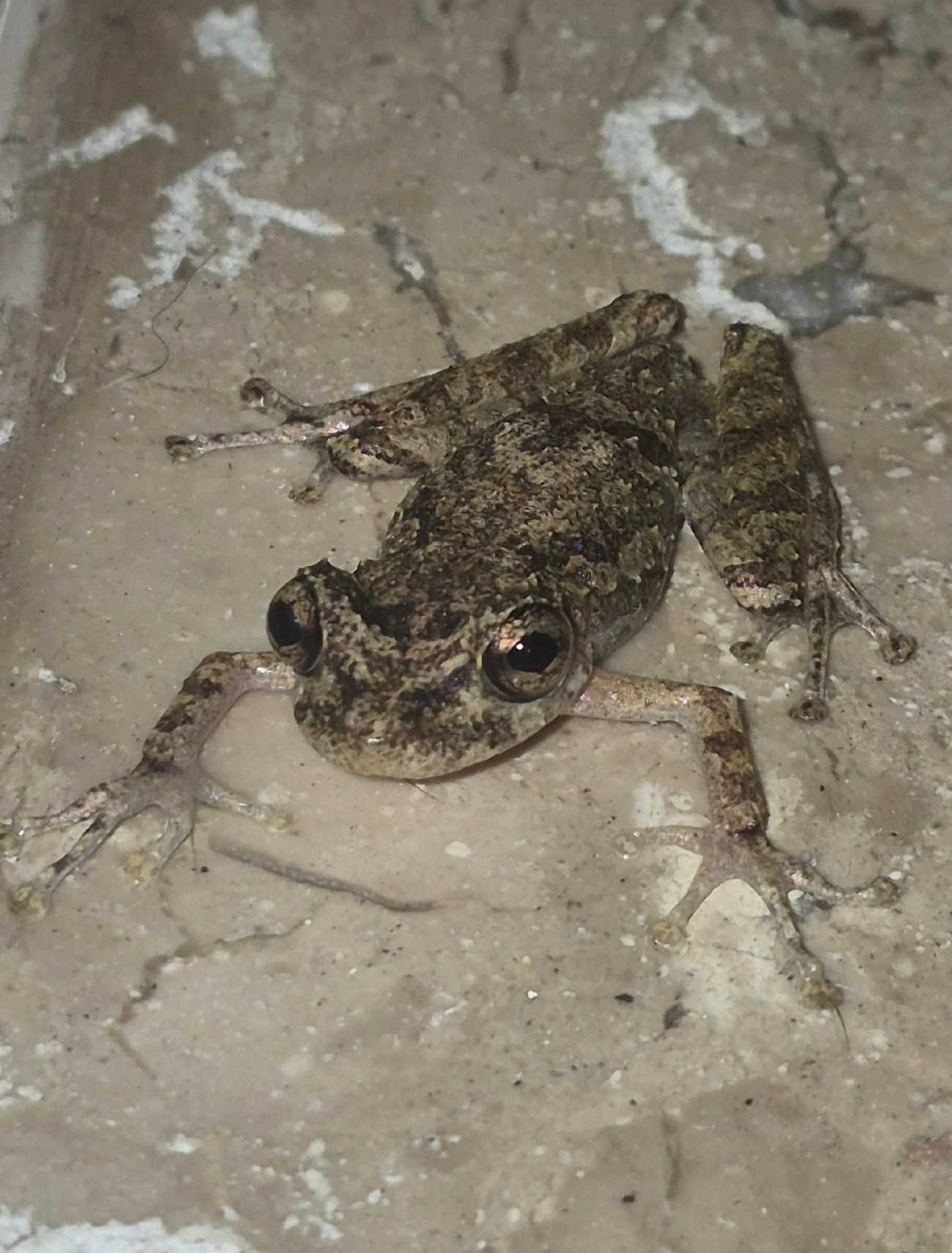 Perereca-do-litoral (Ololygon littoralis), anfíbios, fotografado em Maresias, São Sebastião